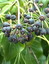 Hedera helix, Efeu, Färbepflanze, Färberpflanze Hedera helix, Efeu, Färbepflanze, Färberpflanze, Pflanzenfarben, färben, Klostergarten Seligenstadt